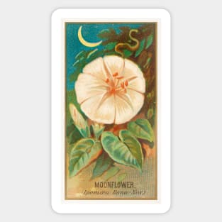 Moonflower (Ipomoea Bona Nox) Sticker